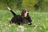 BASSET HOUND 039